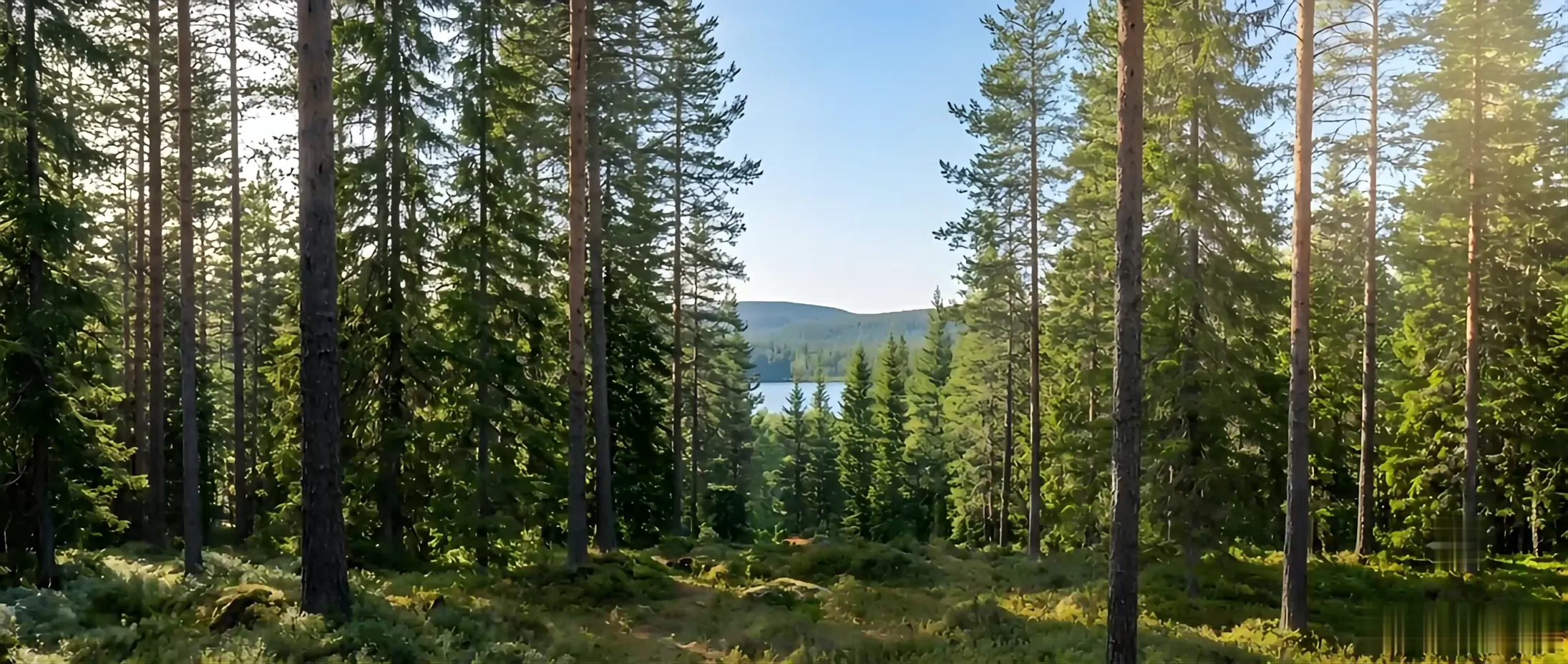 Finnish pine forest opening onto a calm lake in morning light